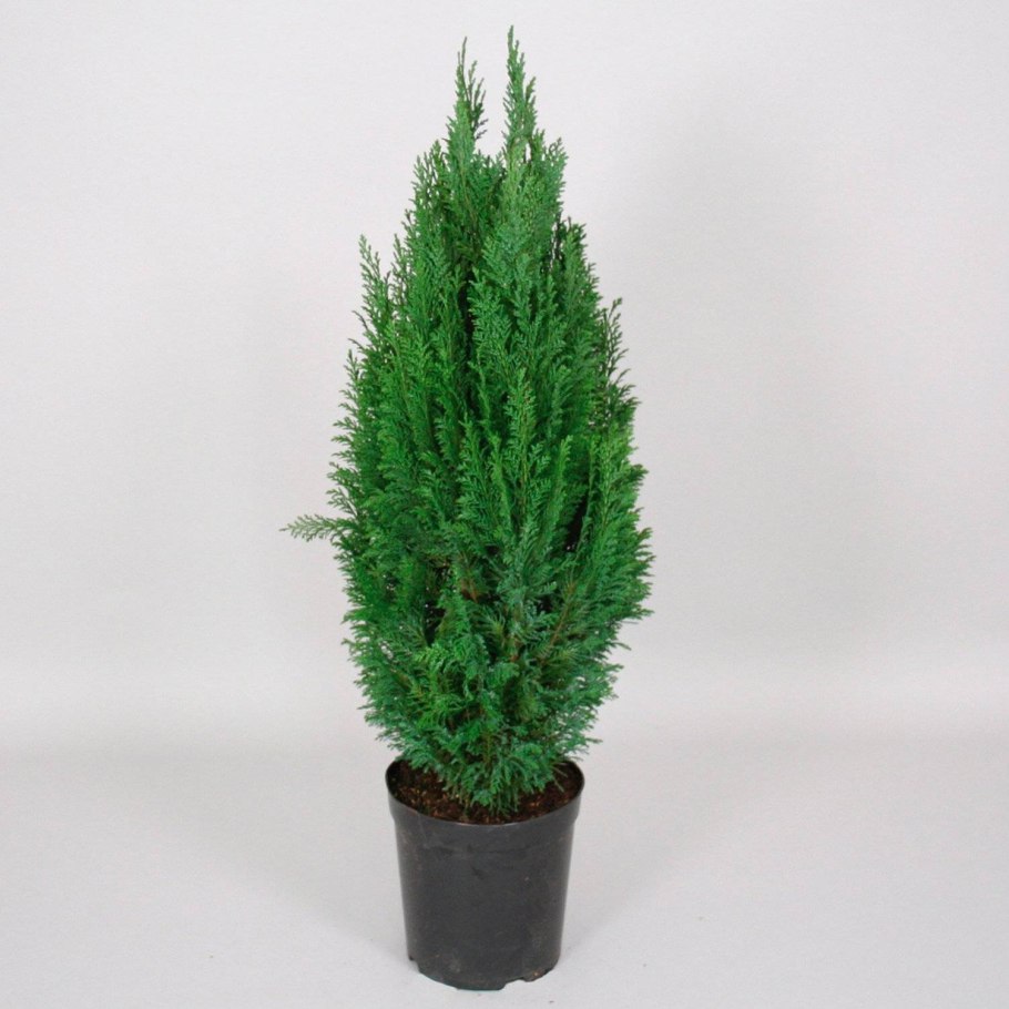 Кипарис Лавсона Сноу Уайт