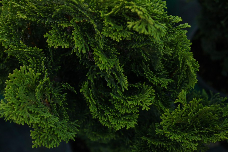 Кипарисовик Лавсона ЭЛЬВУДС Вайт (р9)