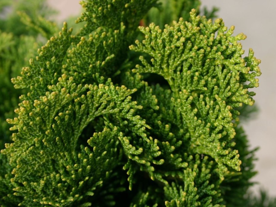 Кипарисовик Минима Глаука