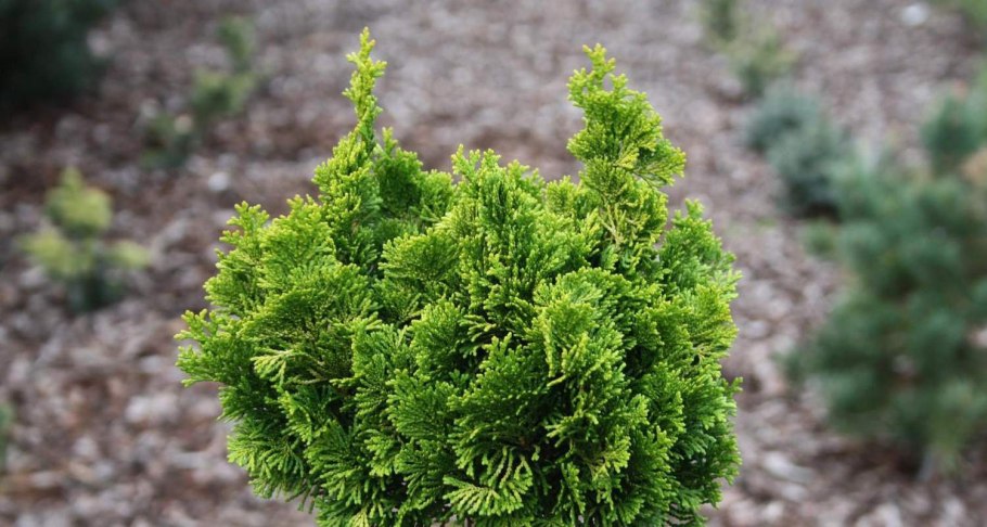 Хвойник Хамаекипарис