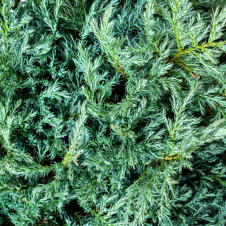 Кипарисовик горохоплодный Филифера Нана