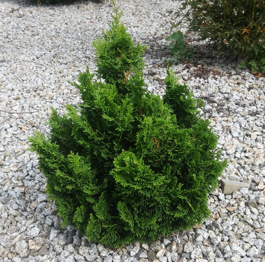 Кипарис пирамидальный