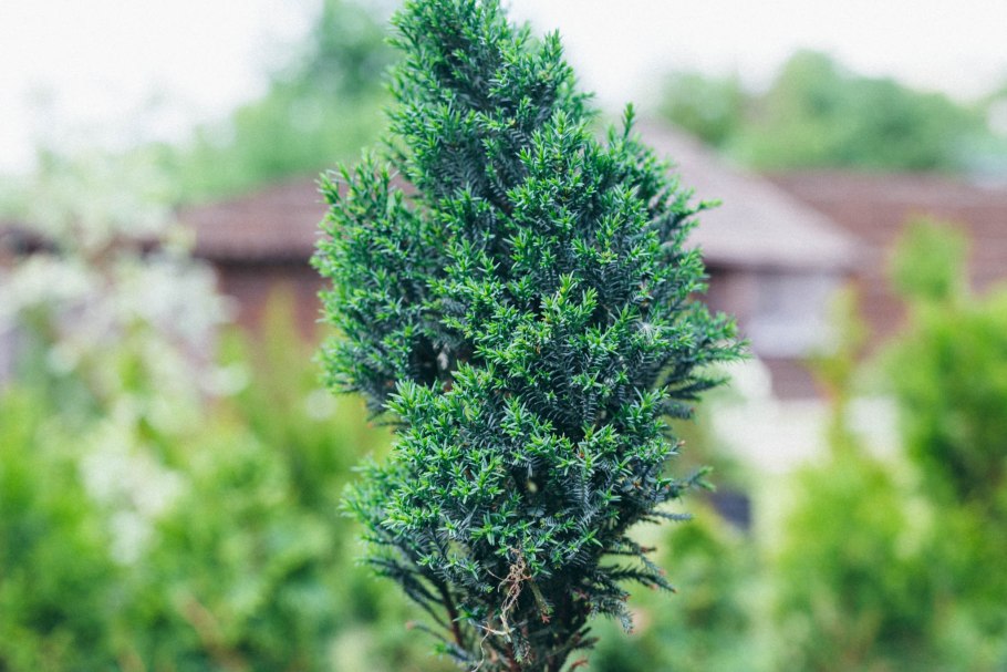 Кипарисовик Нана Грацилис