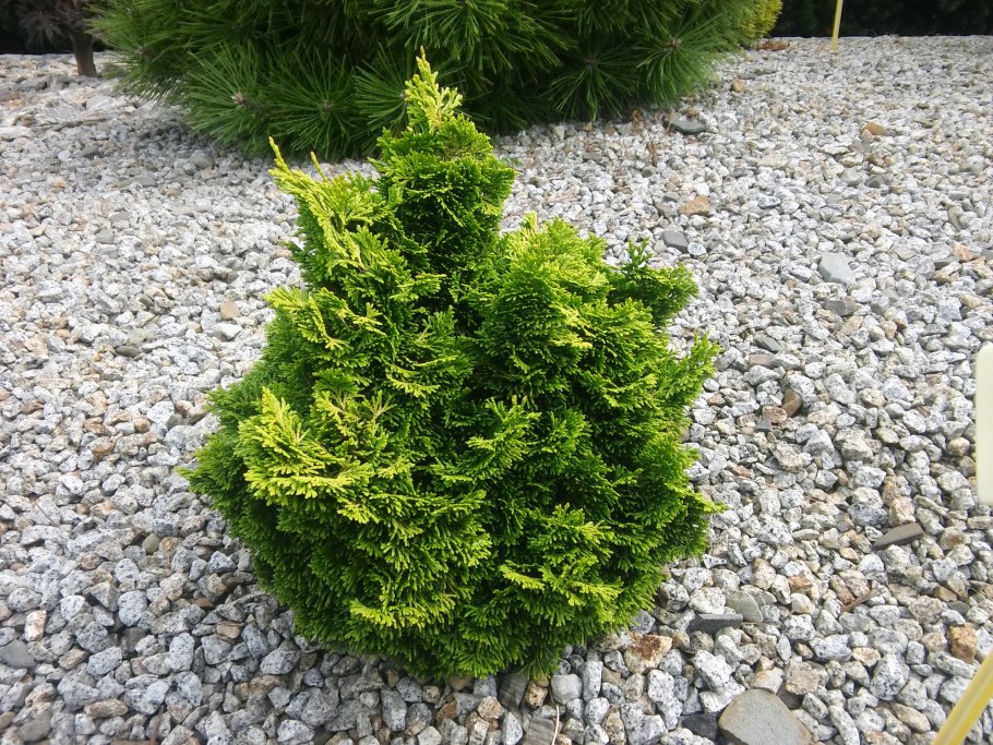 Хамаекипарис Нана Грацилис