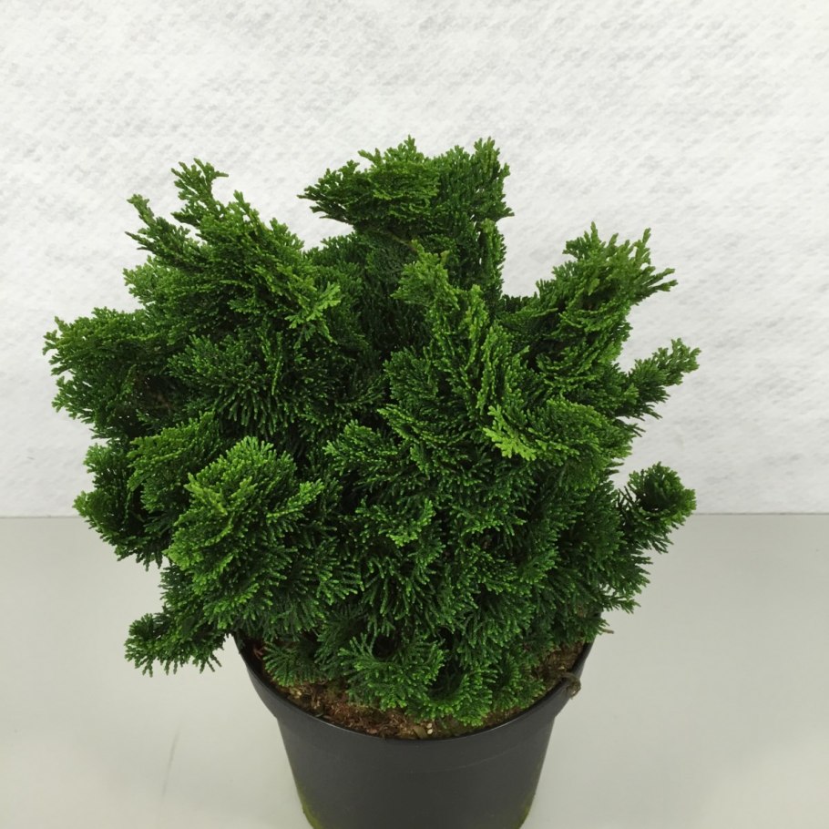 Кипарисовик туполистный нана грацилис