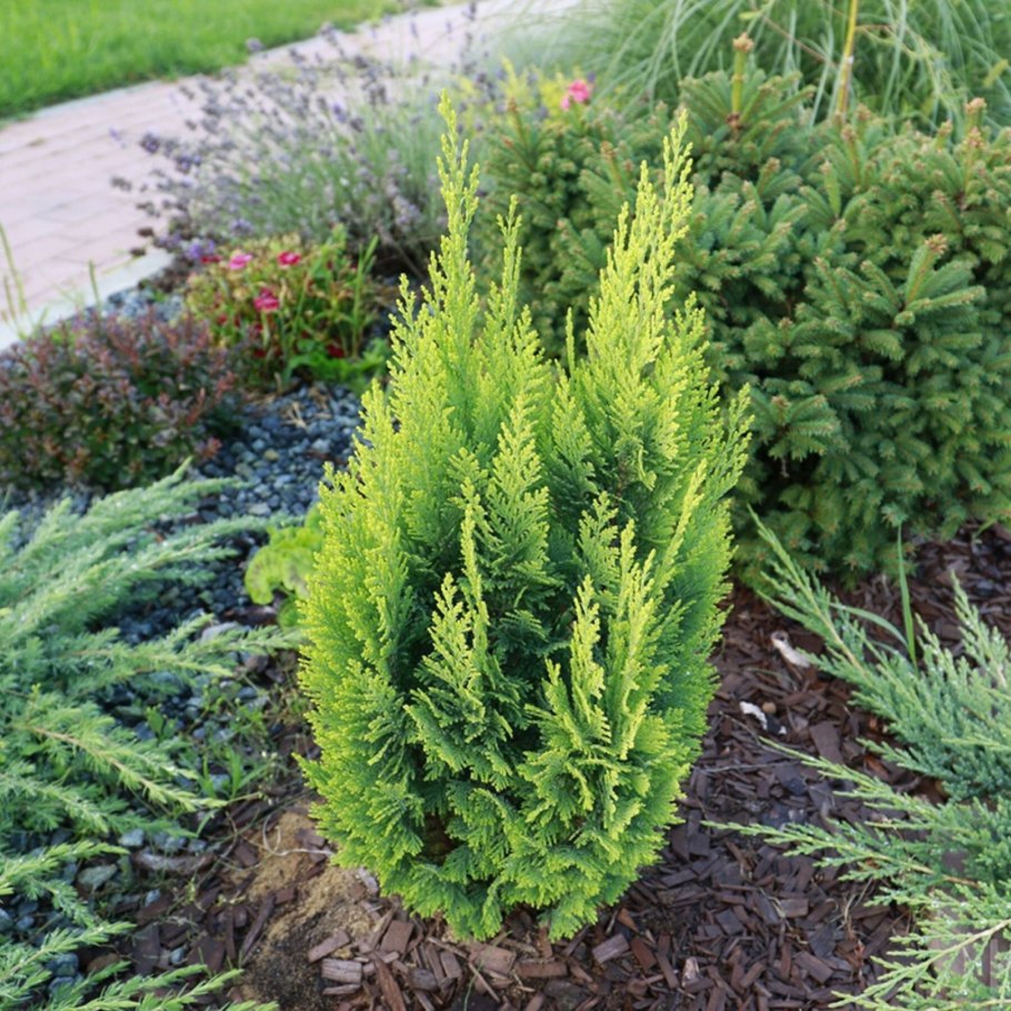 Кипарисовик лавсона ивонна