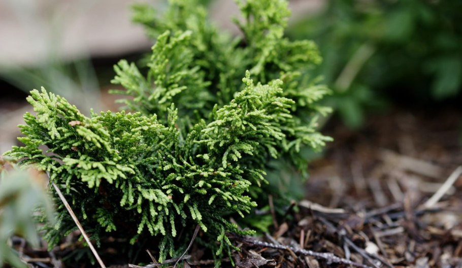 Кипарисовик туполистный нана