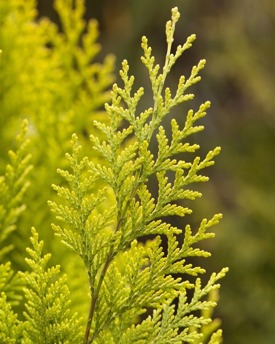 Кипарисовик Лавсона и вон