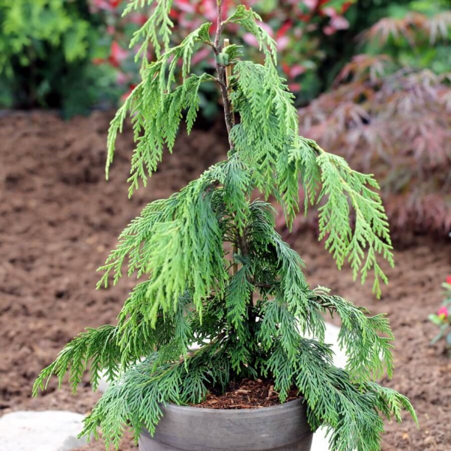 Кипарисовик Лавсона Элвуди Эмпайр