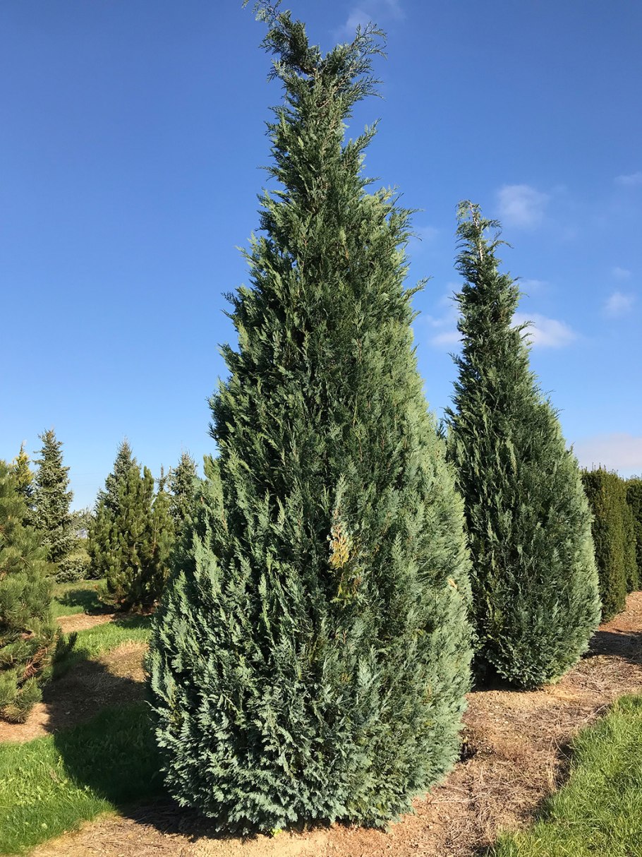 Кипарисовик Сквароза Нана