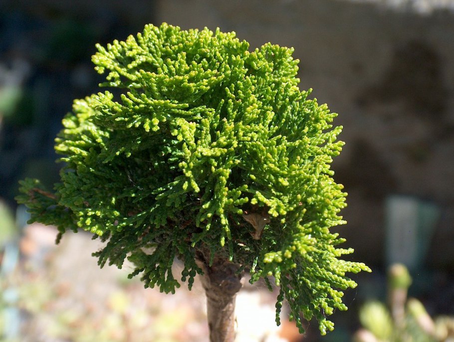 Chamaecyparis obtusa nana gracilis