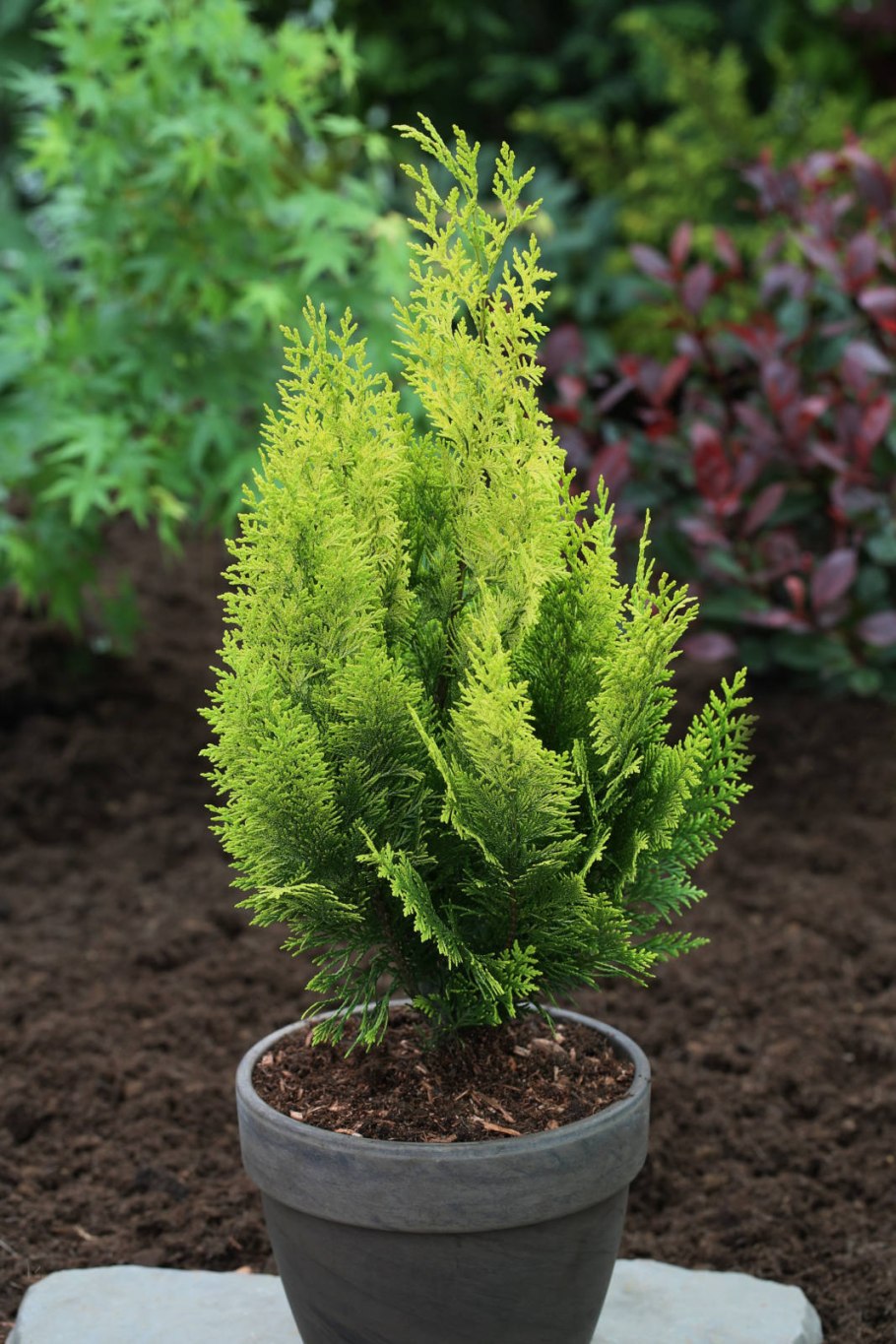 Кипарисовик Лавсона Нана