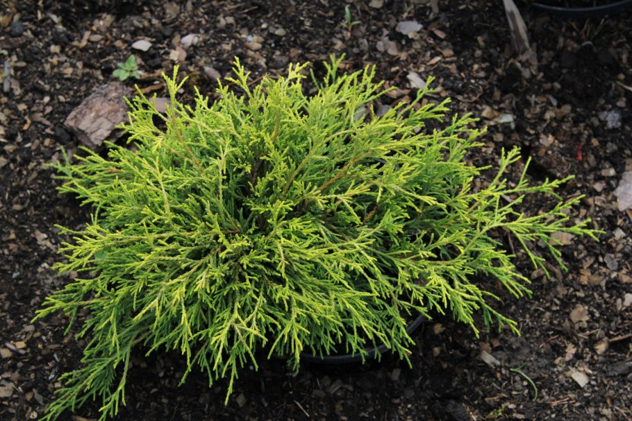 Кипарисовик Ivonne