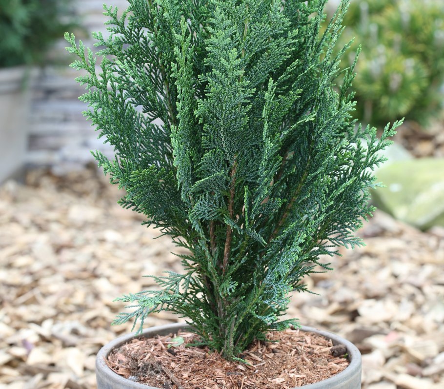 Кипарисовик Лавсона Эмпайр