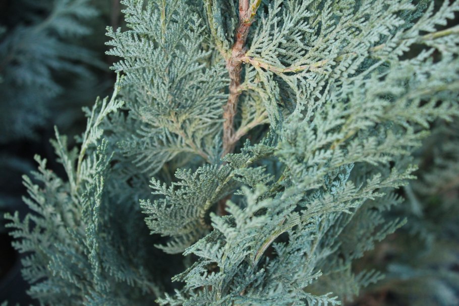 Кипарисовик лавсона пелтс блю