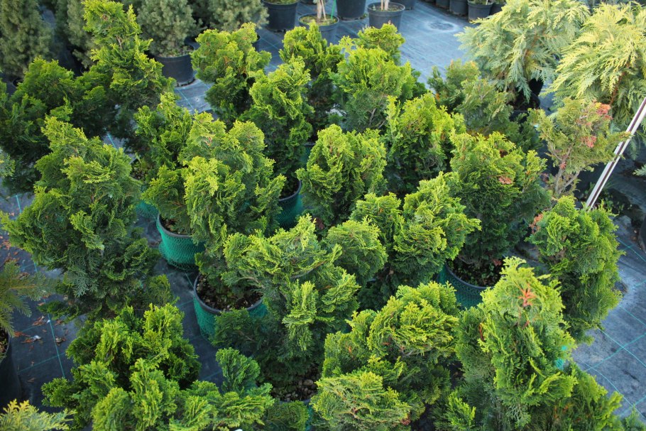 Кипарисовик Лавсона Элвуди