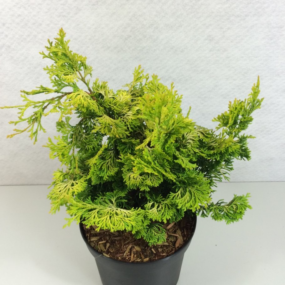 Кипарисовик тупой нана грацилис