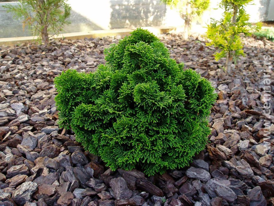 Можжевельник горохоплодный булевард