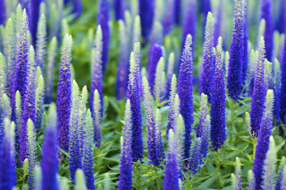 Вероника колосистая анниверсари блу