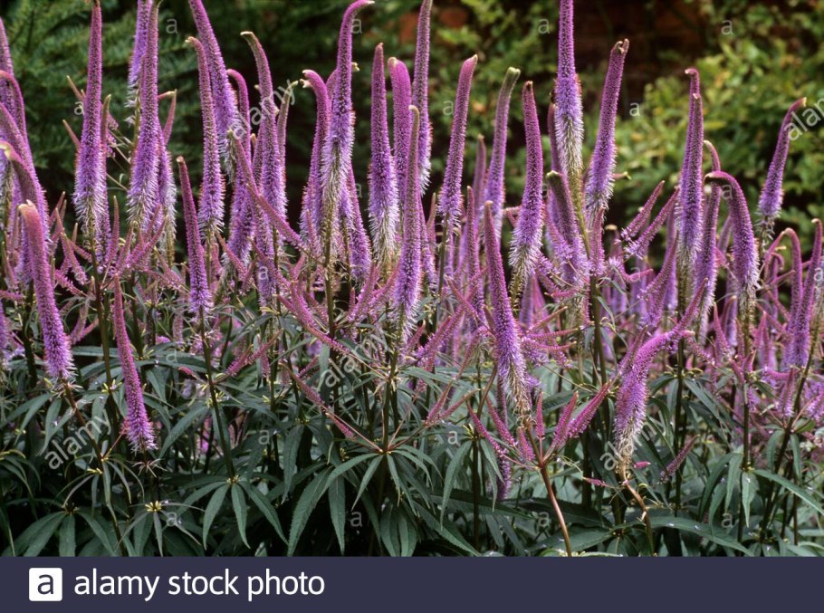 Вероникаструм виргинский