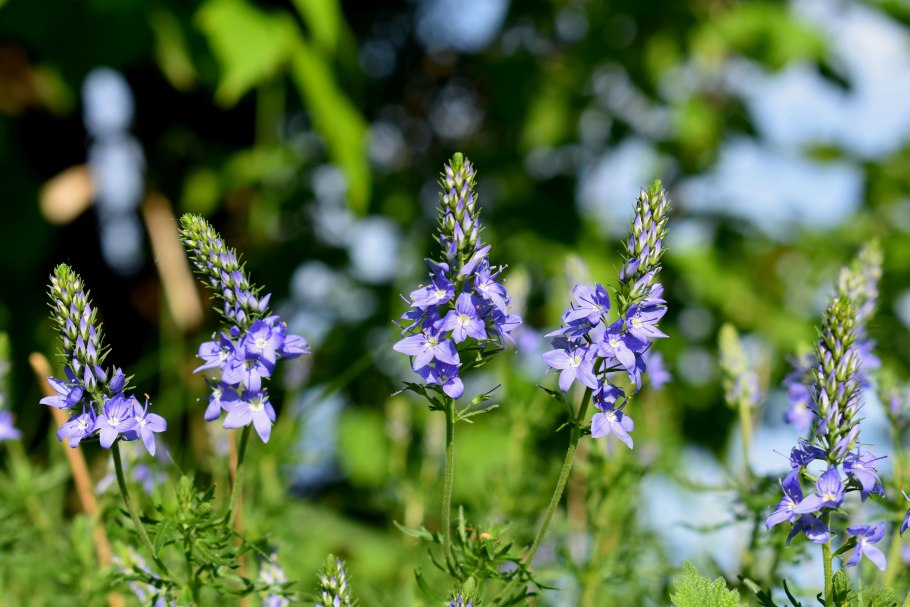 Вероника длиннолистная (Veronica longifolia &#96;Blue Tone&#96;)