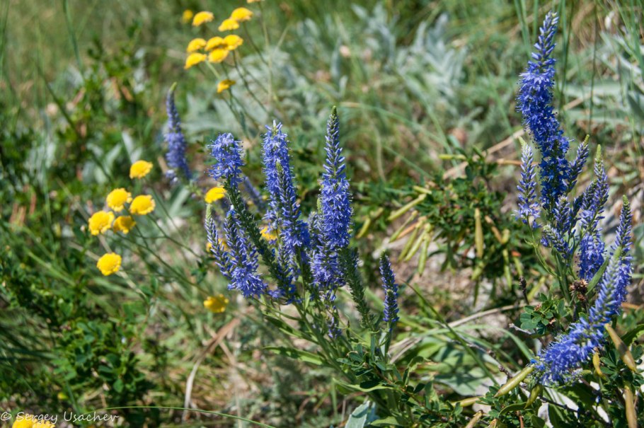 Вероника длиннолистная семейство