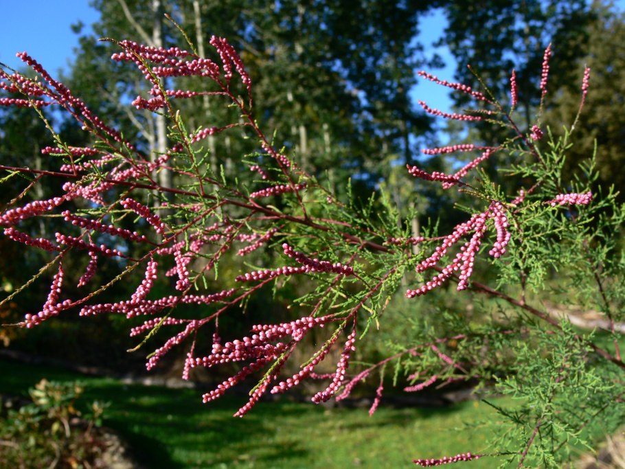 Тамарикс многоветвистый