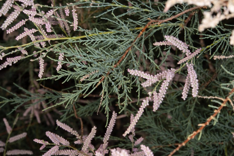 Tamarix ramosissima