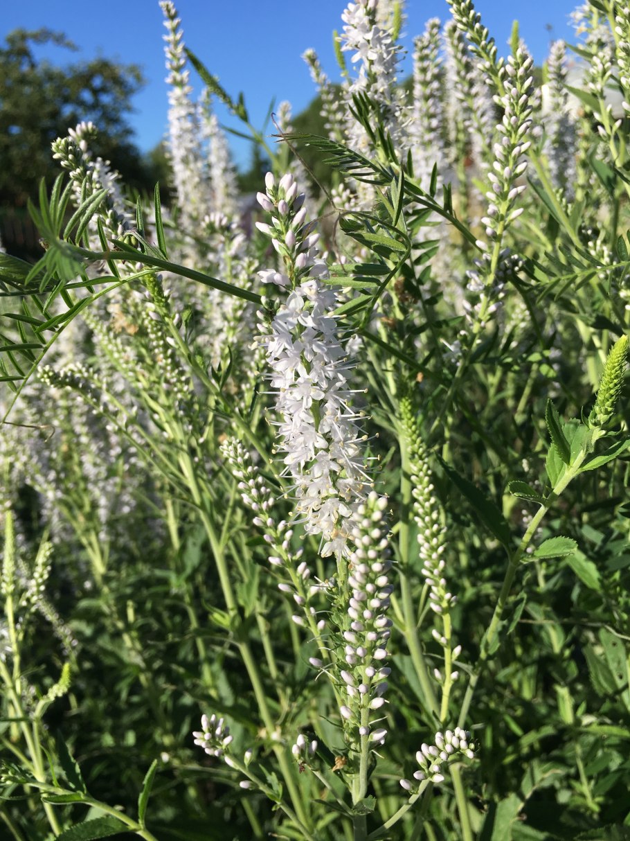 Вероника длиннолистная 'schneeriesin'