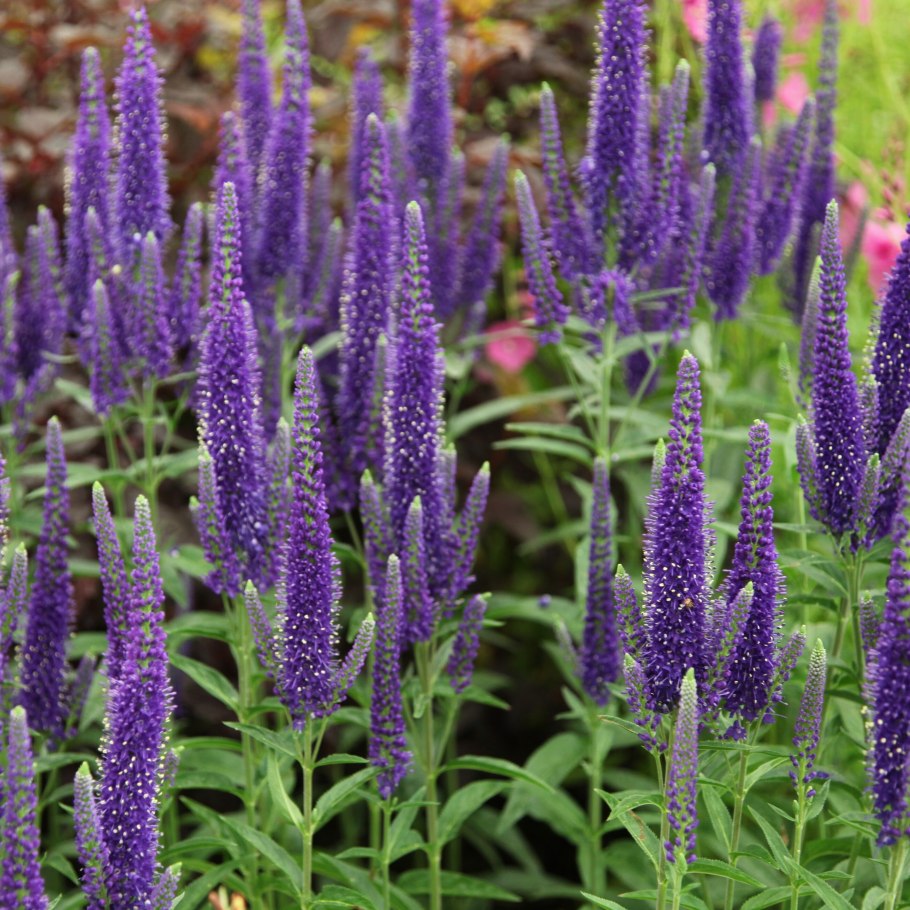 Вероника длиннолистная синяя