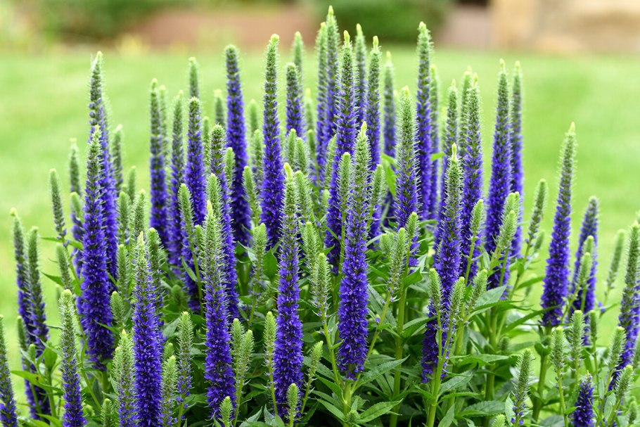 Вероника дварф блю