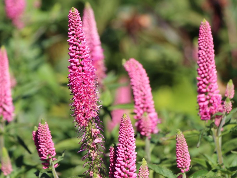 Вероника колосистая Ротфукс