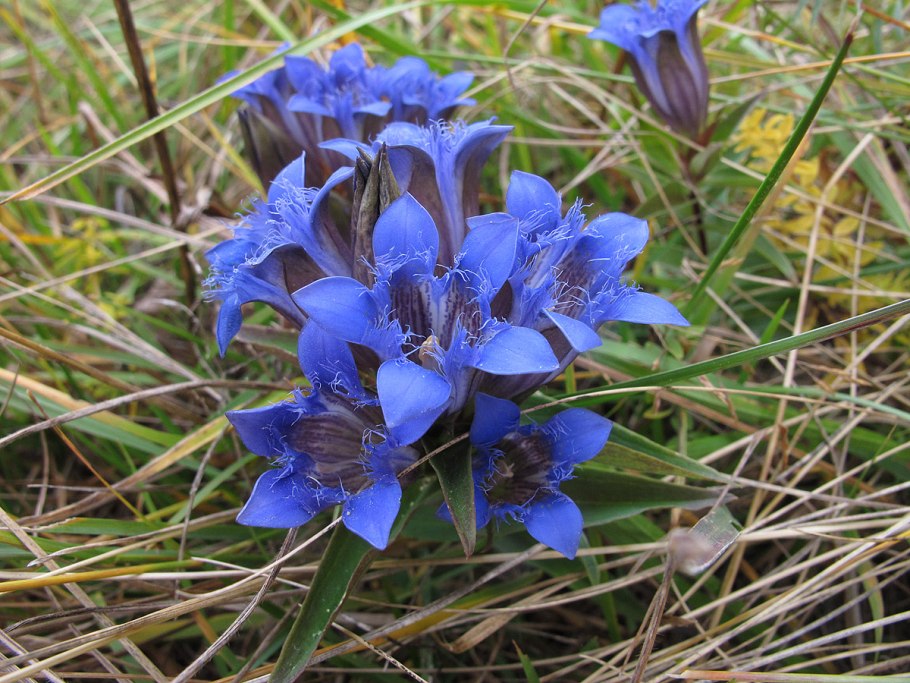 Горечавка трёхцветковая