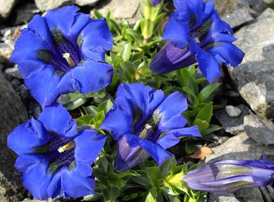 Горечавка обыкновенная