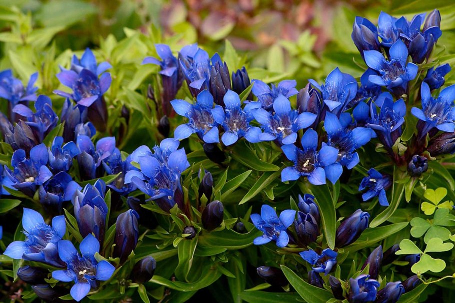 Горечавка gentiana septemfida