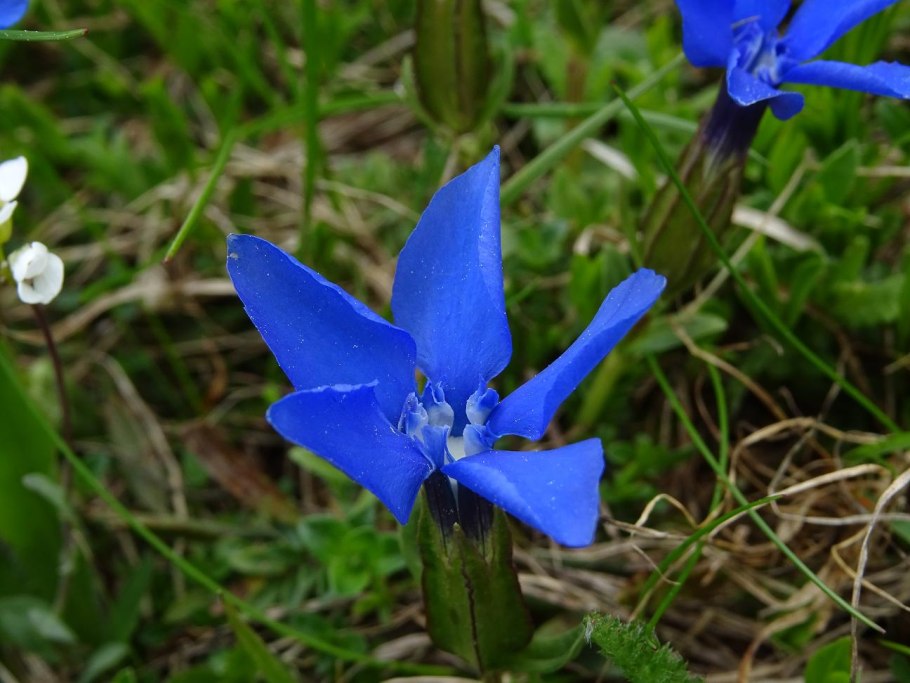 Горечавка бесстебельная корона