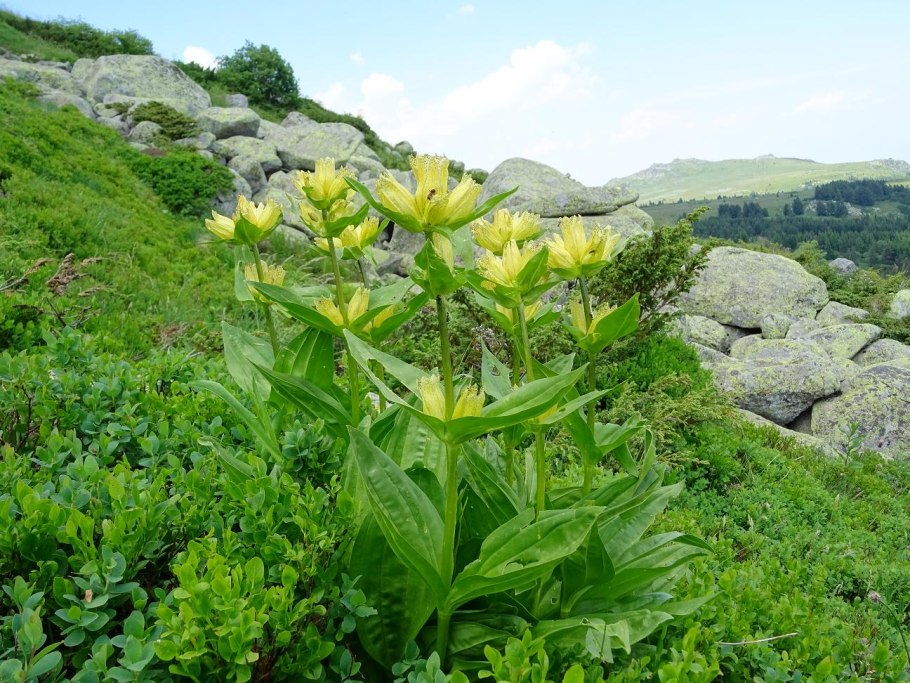 Горечавка желтая Фармакогнозия