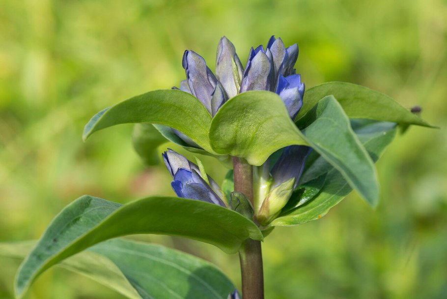 Горечавка ваточник