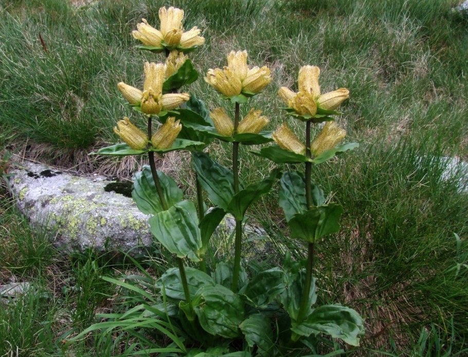 Gentiana punctata
