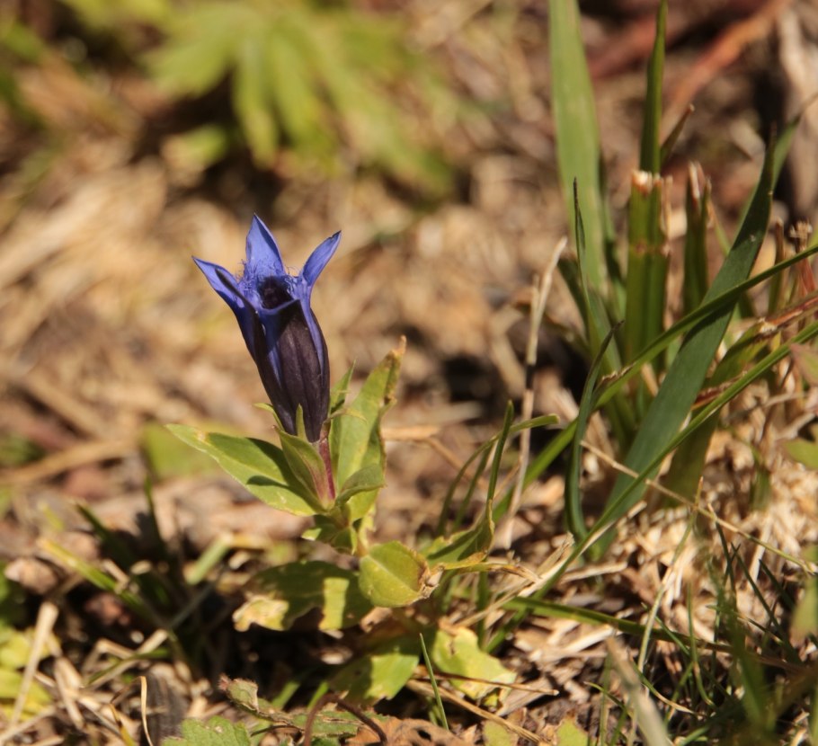 Горечавка Колаковского