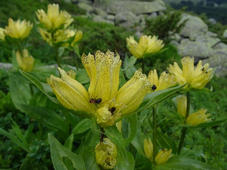 Горечавка золотистая