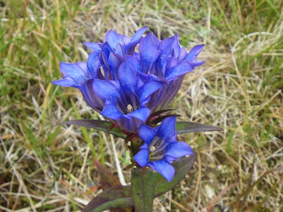 Горечавка шероховатая