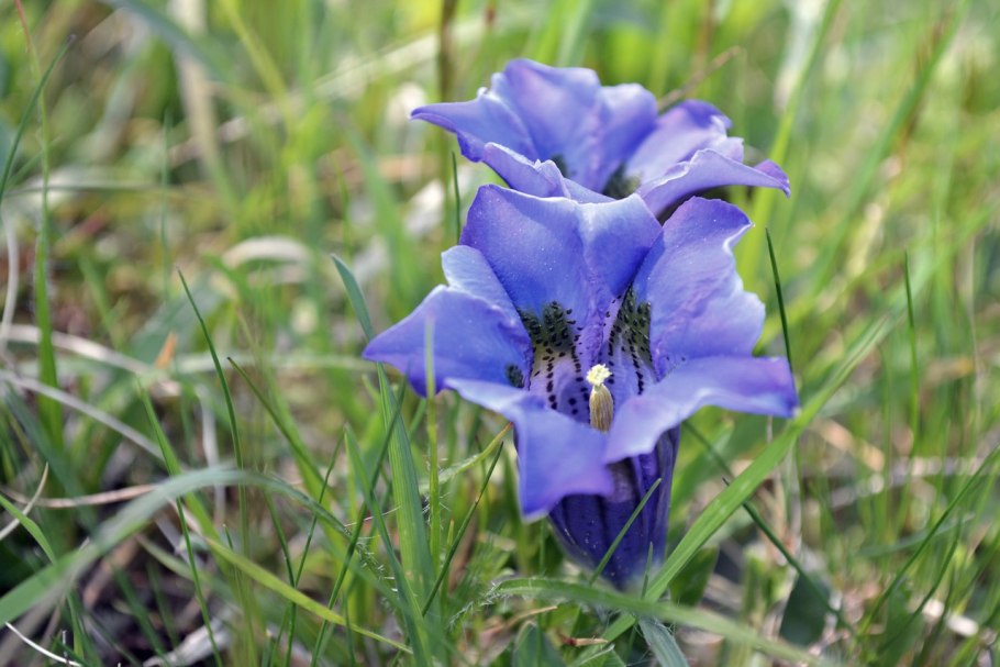 Горечавка Динарская