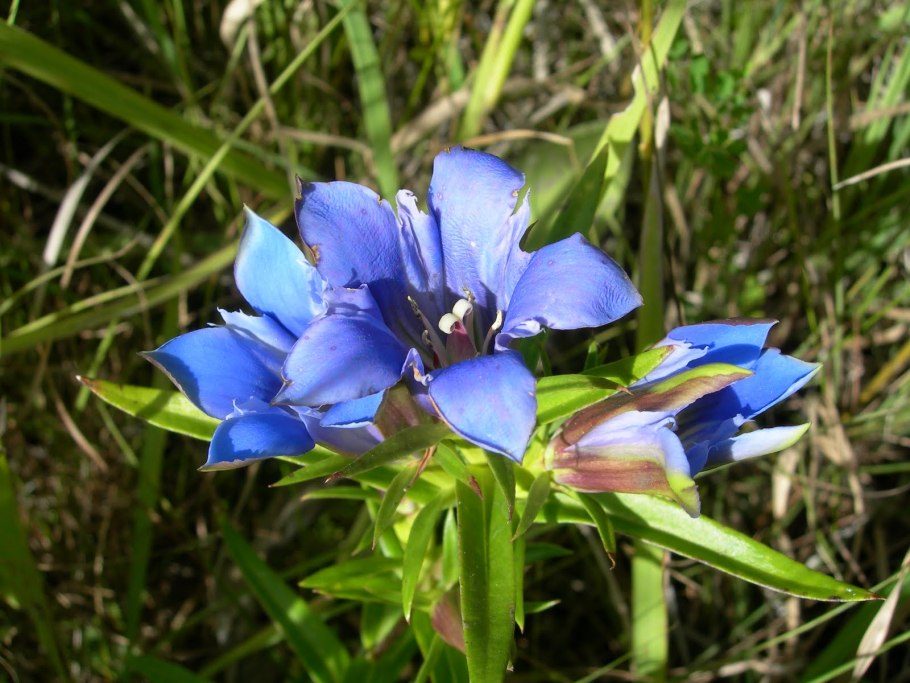 Горечавка крупноцветная