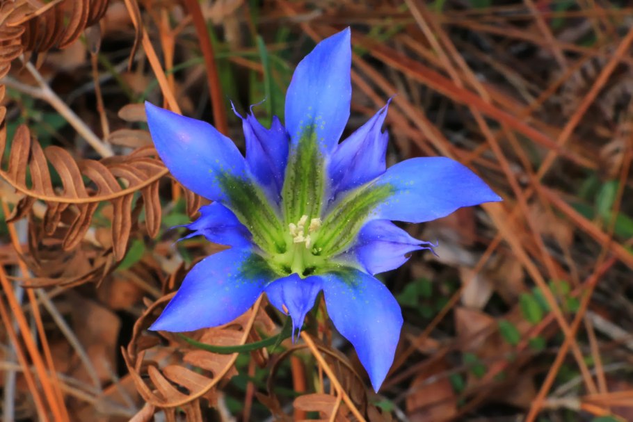 Горечавка перекрестнолистная, Генциана