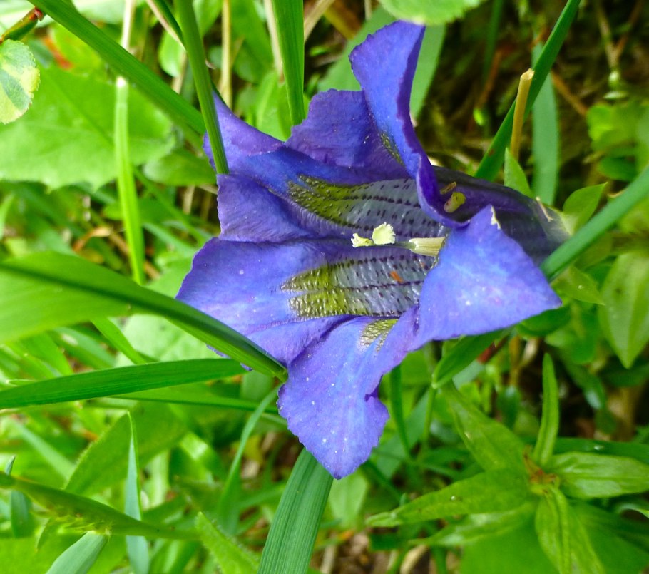 Gentiana acaulis