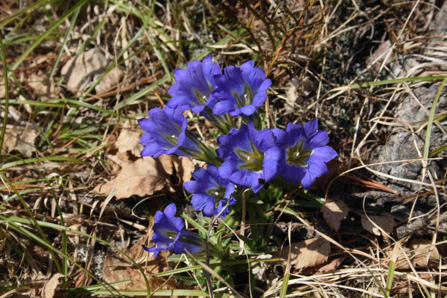 Горечавка крупноцветковая gentiana grandiflora