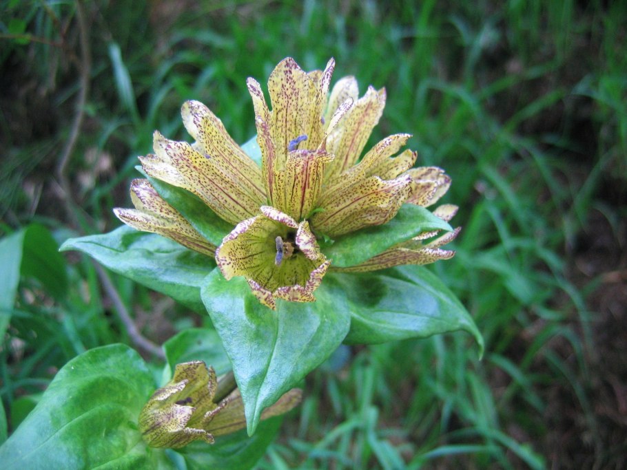 Gentiana punctata