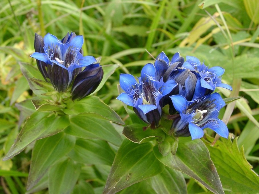 Горечавка семираздельная - gentiana septemfida.