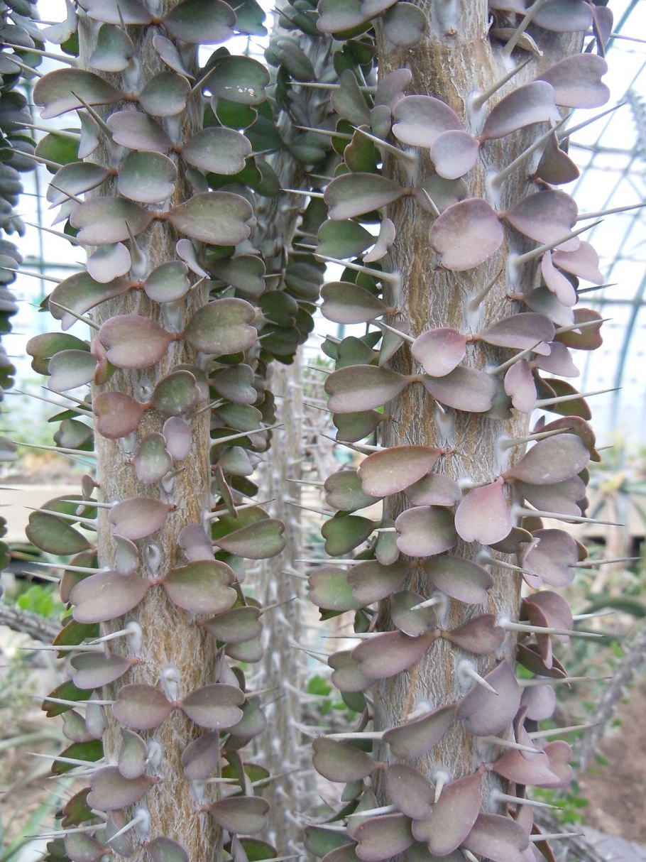 Alluaudia procera (Аллуаудия)